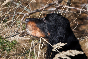  Dog breed Setter Gordon portrait in spring forest in dry grass