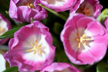 Naklejka premium macro top view on tulip head