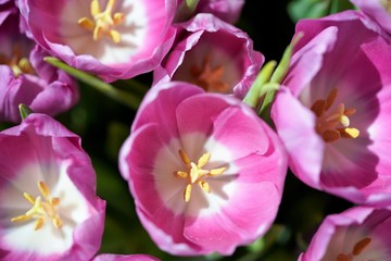 Fototapeta na wymiar close up top view on tulip flowers in garden