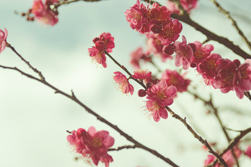 梅の花　フィルム風