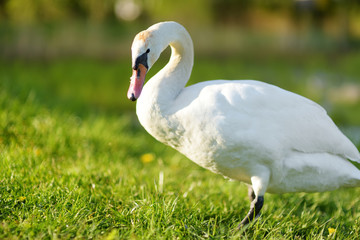 Beautiful white swan near a lake on nice early spring day
