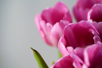 pink tulips on green background