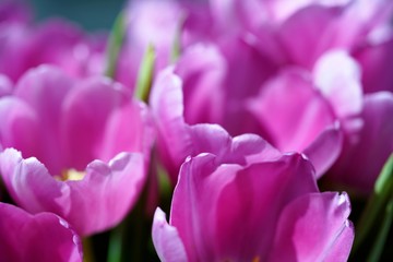 Obraz premium pink tulips in the garden