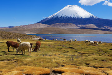 Alpacas (Vicugna pacos) graze at the Chungara lake shore at 3200 meters above sea level with Parinacota volcano at the background in Lauca National park near Putre, Chile. - obrazy, fototapety, plakaty