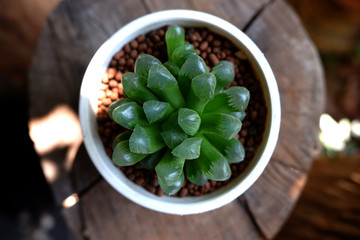 cactus and succulent plants in pots on wooden