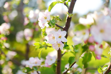 Beautiful old apple tree garden blossoming on sunny spring day. Blooming apple trees over bright sky.