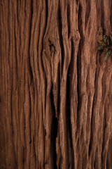 Beautiful Brown wood wall texture with natural patterns background