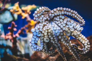 octopus on background blue sea aquarium coral. Devilfish poulpe stuck sucker to glass in...