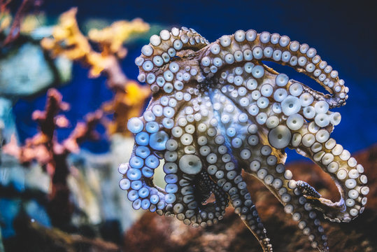 octopus on background blue sea aquarium coral. Devilfish poulpe stuck sucker to glass in oceanarium, blur mockup, sea showcase seafood restaurant
