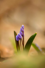 Scilla bifolia flower in the forest in spring time