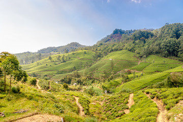 Fototapeta na wymiar View at the nature and Tea plantation in Sri Lanka
