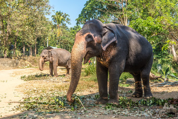 Fototapeta na wymiar View at the Asian Elephants (Elephas maximus) in Sri Lanka