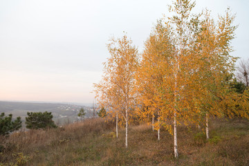 Few goldish birch trees at the autumn.