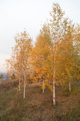 Naklejka premium Few goldish birch trees at the autumn.