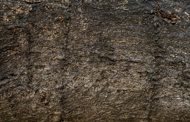 Old tree bark texture background