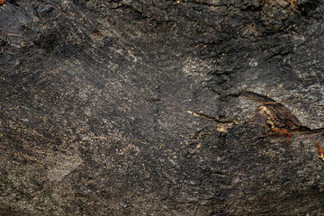 Old tree bark texture background