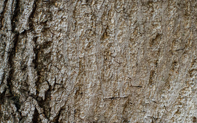 Old tree bark texture background