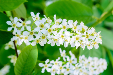 Blossoming bird cherry (Prunus padus) on the soft sunlight. Flowers bird cherry tree close-up. Macro Photo blooming hagberry (Mayday tree).