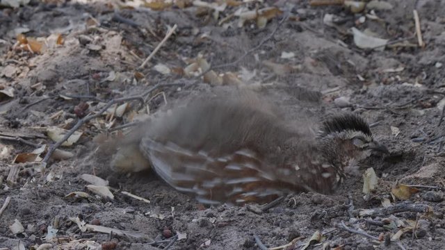 Crested Francolin Nesting On The Sandy Ground In A Game Reserve In Botswana - Closeup Shot
