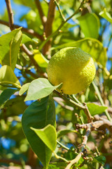 Green lemon on the lemon tree.
