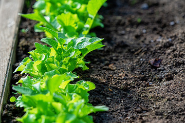 Close-up fields grow green vegetables in soil