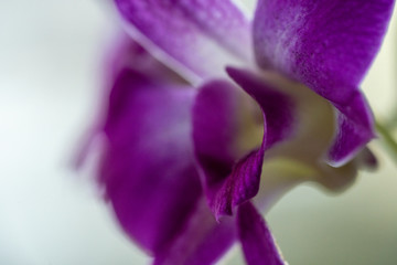 Purple flower phalaenopsis orchid . commonly known as the moon orchid or moth orchid butterfly orchids