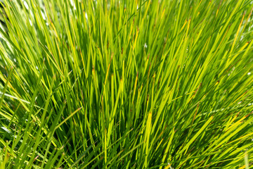 Close up of green long grass in the sunlight