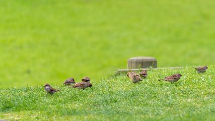 Sparrows on green grass feeding