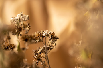 A beautiful dry plant lit by the setting sun. A plant in the autumn forest. Bush in the fall. Macro of a beautiful brown plant.