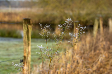 A beautiful dry plant lit by the setting sun. A plant in the autumn forest. Bush in the fall. Macro of a beautiful brown plant.