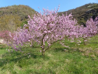 Blühender Baum Moselweinbergpfirsich