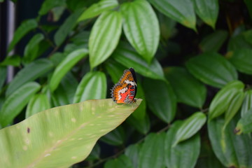 ladybug on a leaf