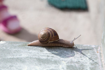 Very cute snail is sliding on ceramic tiles.