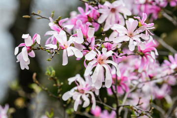 Close up of many delicate white pink magnolia flowers in full bloom on a branch in a garden in a sunny spring day, beautiful outdoor floral background