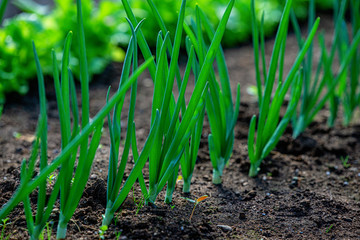 Close-up fields grow green vegetables in soil