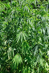 Green fresh foliage of cannabis plant, hemp, marijuana