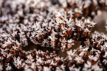 crystal ice on wood and plants in winter time
