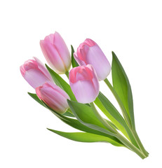 pink tulip flowers isolated without shadow