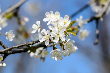 Close up of a branch with white cherry tree flowers in full bloom with blurred background in a garden in a sunny spring day, beautiful Japanese cherry blossoms floral background, sakura