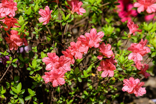 Bush of delicate pink magenta flowers of azalea or Rhododendron plant in a sunny spring Japanese garden, beautiful outdoor floral background
