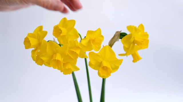 Young beautiful woman is putting yellow spring flowers in vase. Hand of Caucasian girl holds bouquet of Daffodil, narcissus or jonquil flowers. Happy Womans, Mothers day, springtime concept.
