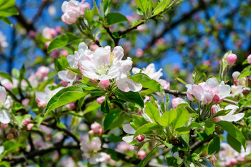 Large branch with white and pink apple tree flowers in full bloom and clear blue sky in a garden in a sunny spring day, beautiful Japanese trees blossoms floral background, sakura