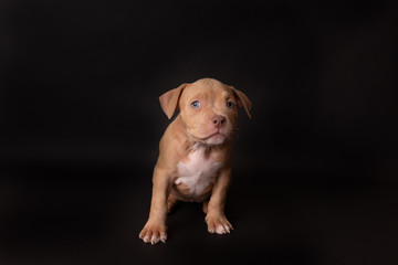 Puppy American Pit Bull Terrier sit on black background in studio