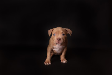 Puppy American Pit Bull Terrier sit on black background in studio