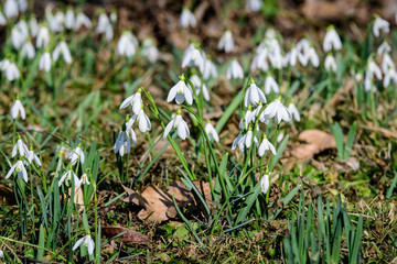 Group of small and delicate white snowdrop spring flowers in full bloom in forest in a sunny spring day, blurred background with space for text