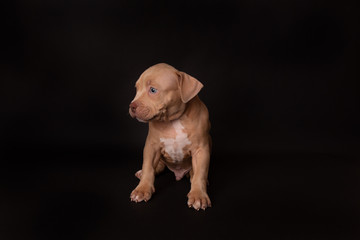 Puppy American Pit Bull Terrier sit on black background in studio