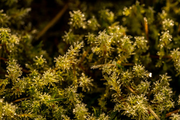 macro detail of plants in winter time, germany