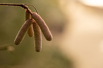 macro detail of plants in winter time, germany