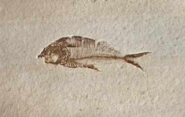 prehistoric fossil fish enclosed in stone rock