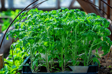 Close-up fields grow green vegetables in soil